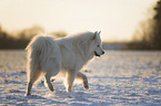 Samojede-Eurasier-Mix