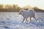 Samojede-Eurasier-Mix