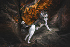Jack-Russell-Terrier-Mischling