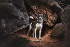 Jack-Russell-Terrier-Mischling
