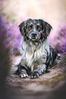 Australian-Shepherd-Mischling