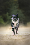 Australian-Shepherd-Mischling