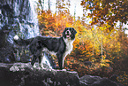 Australian-Shepherd-Border-Collie