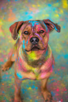 Rottweiler-Mischling