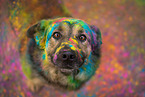 Deutscher-Schferhund-Mischling