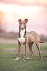 Podenco-Mischling