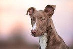 Podenco-Mischling