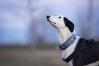Podenco-Mischling