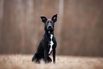 Podenco-Mischling