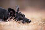 Podenco-Mischling
