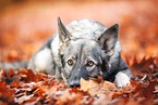 Wolfhund-Weier-Schweizer-Schferhund