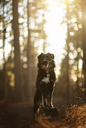 Kroatischer-Schferhund-Mischling