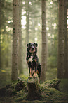 Kroatischer-Schferhund-Mischling