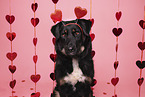 Kroatischer-Schferhund-Mischling