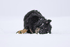 Kroatischer-Schferhund-Mischling