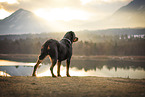 Rottweiler-Berner-Sennenhund