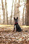 Labrador-Retriever-Deutscher-Schferhund