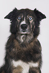 Border-Collie-Mischling