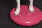 Beagle-Mischling
