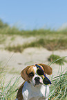 Beagle-Mischling