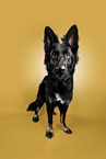 Deutscher-Schferhund-Mischling