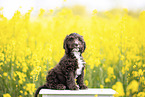 Toypudel-English-Cocker-Spaniel-Mix