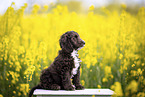 Toypudel-English-Cocker-Spaniel-Mix