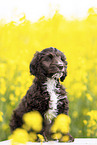 Toypudel-English-Cocker-Spaniel-Mix