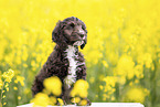 Toypudel-English-Cocker-Spaniel-Mix