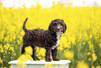 Toypudel-English-Cocker-Spaniel-Mix