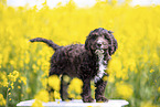 Toypudel-English-Cocker-Spaniel-Mix