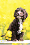 Toypudel-English-Cocker-Spaniel-Mix