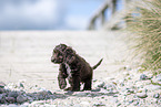 Toypudel-English-Cocker-Spaniel-Mix
