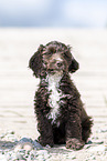 Toypudel-English-Cocker-Spaniel-Mix