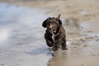 Toypudel-English-Cocker-Spaniel-Mix