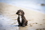Toypudel-English-Cocker-Spaniel-Mix