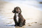 Toypudel-English-Cocker-Spaniel-Mix