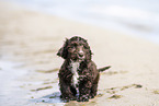 Toypudel-English-Cocker-Spaniel-Mix
