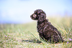 Toypudel-English-Cocker-Spaniel-Mix