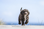 Toypudel-English-Cocker-Spaniel-Mix