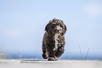 Toypudel-English-Cocker-Spaniel-Mix