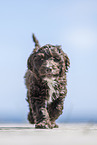 Toypudel-English-Cocker-Spaniel-Mix