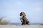 Toypudel-English-Cocker-Spaniel-Mix