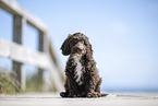 Toypudel-English-Cocker-Spaniel-Mix