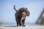 Toypudel-English-Cocker-Spaniel-Mix