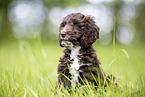 Toypudel-English-Cocker-Spaniel-Mix