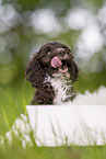 Toypudel-English-Cocker-Spaniel-Mix