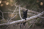 Chihuahua-Mischling