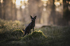 Chihuahua-Mischling