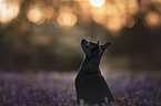 Chihuahua-Mischling